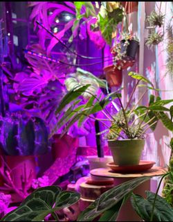 (Category: ) located in . Submitted by a2z (Listing ID 1430345211, Image 1). Description: .