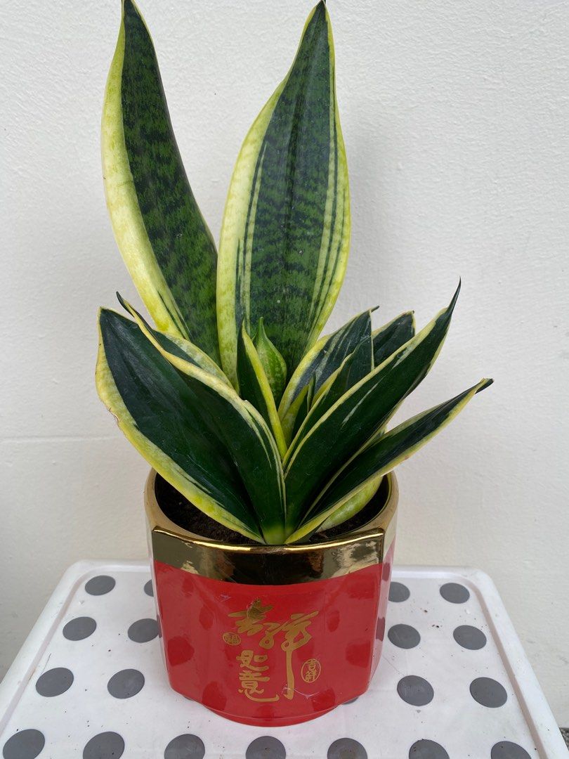 Sansevieria snake plant 虎尾兰