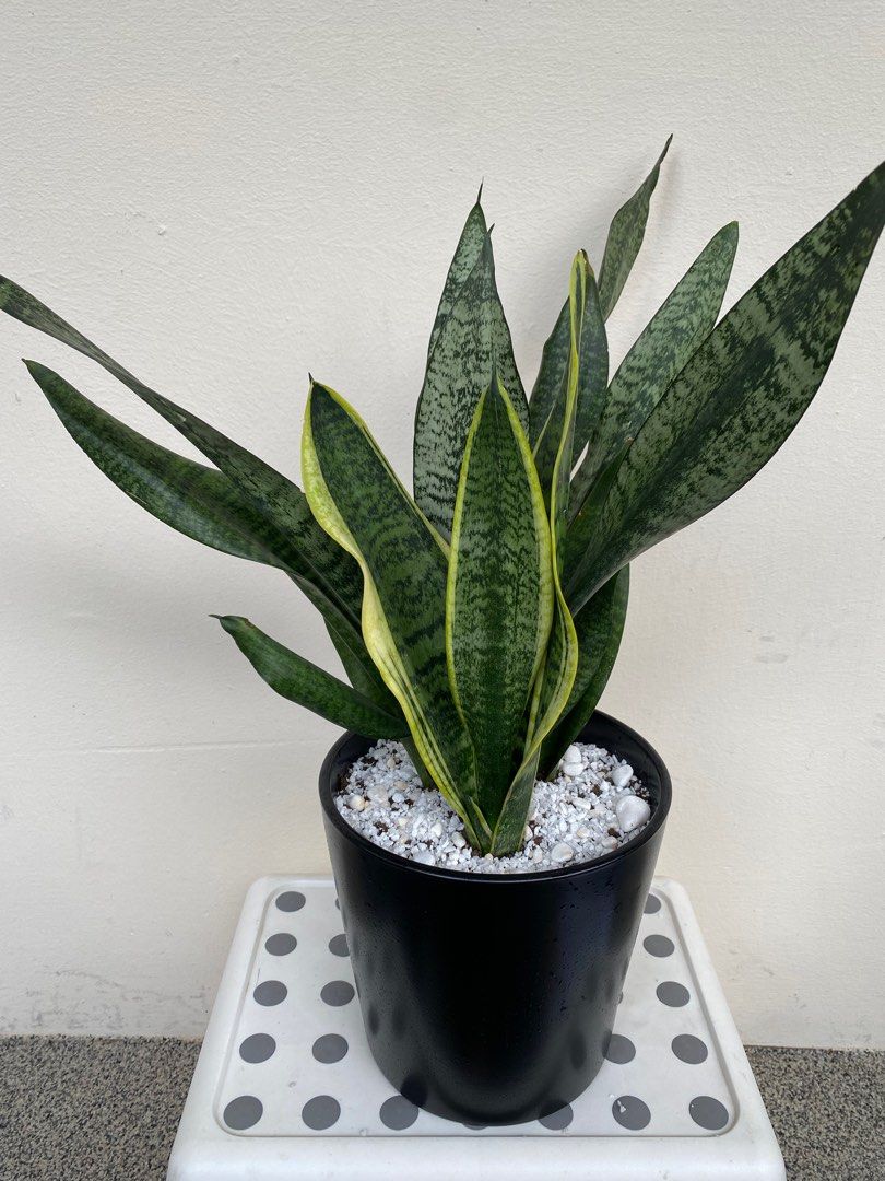 Sansevieria snake plant aka mother in law’s plant 虎尾兰