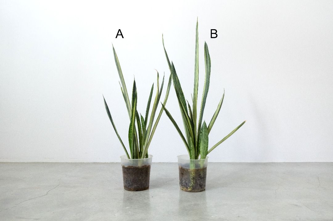 Sansevieria trifasciata 'Bantel's Sensation'