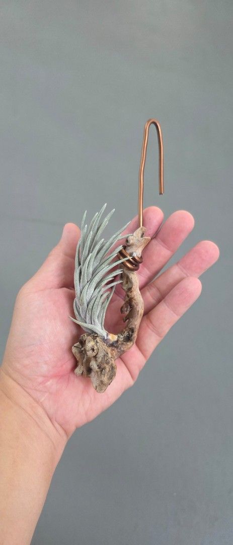 Tillandsia Neglecta Nigra On Wood