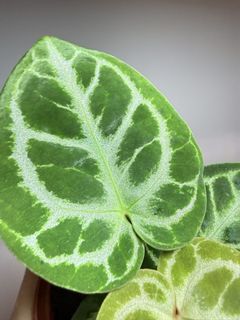（分類：）位於 。 由 lovesaladforever 提交（商品編號 1430449558，圖片 1）。簡介： 。
