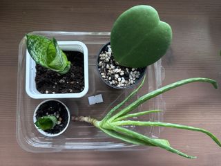 （分類：）位於 。 由 suzan0123 提交（商品編號 1430500319，圖片 1）。簡介： 。