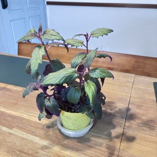 (Category: ) located in . Submitted by florenvenice2014 (Listing ID 1362341508, Image 1). Description: .