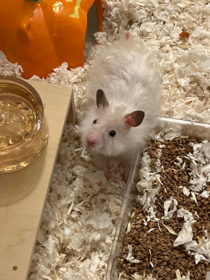 [PROMO] Hamster Boarding in Buangkok/Hougang (Northeast) (Category: Pet Care Services) located in Singapore. Submitted by mushroomandwhiskers (Listing ID 1430493321, Image 2). Description: 🇸🇬 July & August Special: 9% off your total bill! (Valid for stays in July & August 2026) Hi! I'm located in the Buangkok/Hougang area with a soft spot for Syrian hamsters. I’m also an active fosterer at Little Hammy Rescue SG! My own personal hammies are in 
