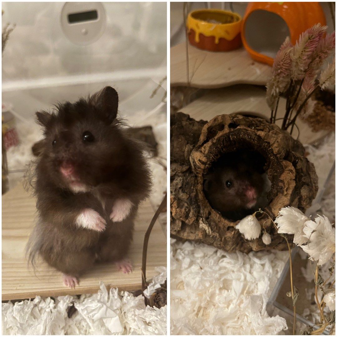 [PROMO] Hamster Boarding in Buangkok/Hougang (Northeast) (Category: Pet Care Services) located in Singapore. Submitted by mushroomandwhiskers (Listing ID 1430493321, Image 1). Description: 🇸🇬 July & August Special: 9% off your total bill! (Valid for stays in July & August 2026) Hi! I'm located in the Buangkok/Hougang area with a soft spot for Syrian hamsters. I’m also an active fosterer at Little Hammy Rescue SG! My own personal hammies are in 