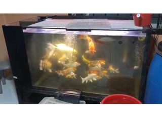 (Category: ) located in . Submitted by clxhh (Listing ID 1430606130, Image 1). Description: .
