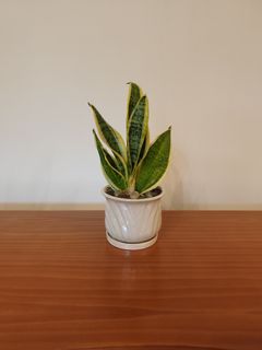 （分類：）位於 。 由 wycclou 提交（商品編號 1430795927，圖片 1）。簡介： 。