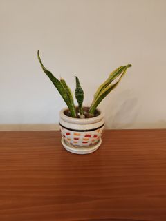 （分類：）位於 。 由 wycclou 提交（商品編號 1430796390，圖片 1）。簡介： 。