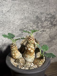 （分類：）位於 。 由 nikumachi 提交（商品編號 1430660436，圖片 1）。簡介： 。