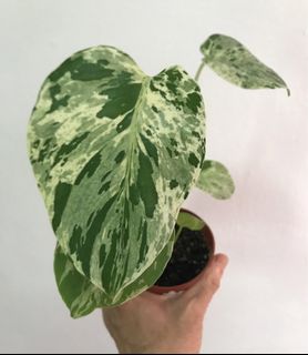 (Category: ) located in . Submitted by PlantsRanger (Listing ID 1428798696, Image 1). Description: .