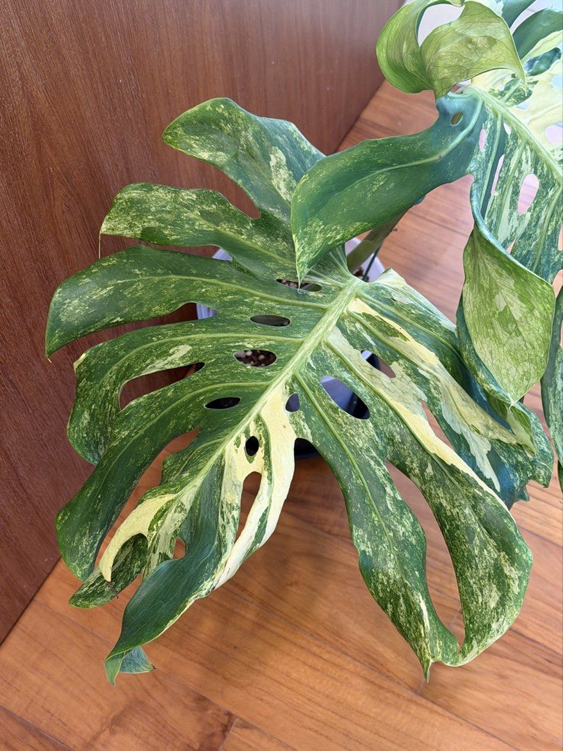 Monstera Ocean Mint Contorta, Furniture & Home Living, Gardening, Plants &  Seeds on Carousell