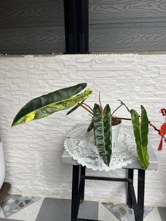 （分類：）位於 。 由 pureowl.571d20 提交（商品編號 1430706316，圖片 1）。簡介： 。