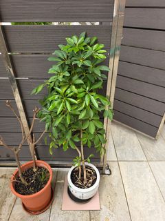（分類：）位於 。 由 graceleehk 提交（商品編號 1430410752，圖片 1）。簡介： 。