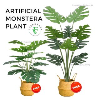 (Category: ) located in . Submitted by evergreen_gardening (Listing ID 1310466594, Image 1). Description: .