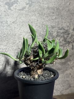（分類：）位於 。 由 nikumachi 提交（商品編號 1430657412，圖片 1）。簡介： 。