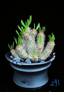 （分類：）位於 。 由 caudex_wonders 提交（商品編號 1430972038，圖片 1）。簡介： 。