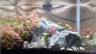 (Category: ) located in . Submitted by eddyaquarium (Listing ID 1430955091, Image 1). Description: .