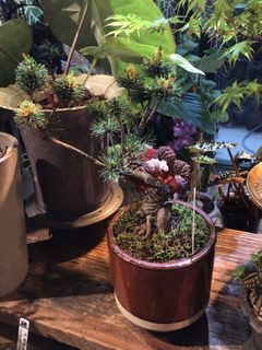 五針松出售| 植物及種子| Carousell Hong Kong