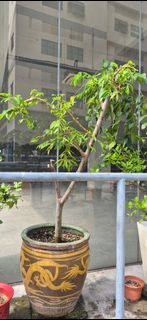 (Category: ) located in . Submitted by phuangmal (Listing ID 1430912123, Image 1). Description: .