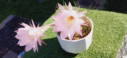 （分類：）位於 。 由 davidchan.world 提交（商品編號 1430813533，圖片 1）。簡介： 。