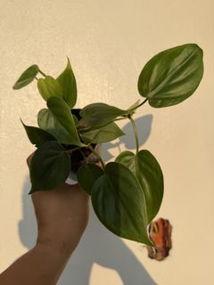 Philodendron Sanctamartinense, Furniture & Home Living, Gardening, Plants &  Seeds on Carousell