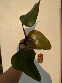 Philodendron Sanctamartinense, Furniture & Home Living, Gardening, Plants &  Seeds on Carousell