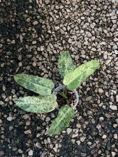 (Category: ) located in . Submitted by seletar_plants (Listing ID 1430946037, Image 1). Description: .