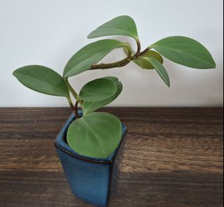 （分類：）位於 。 由 lc128 提交（商品編號 1431060534，圖片 1）。簡介： 。