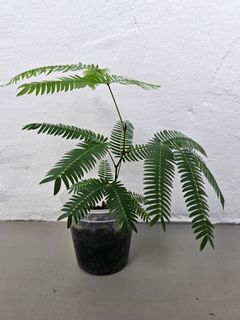 (Category: ) located in . Submitted by twobigmonkeys (Listing ID 1431001720, Image 1). Description: .