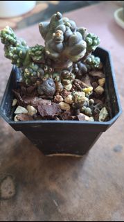 (Category: ) located in . Submitted by deliciouscactus (Listing ID 1431027213, Image 1). Description: .