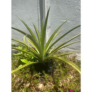 (Category: ) located in . Submitted by uk4051 (Listing ID 1431097373, Image 1). Description: .