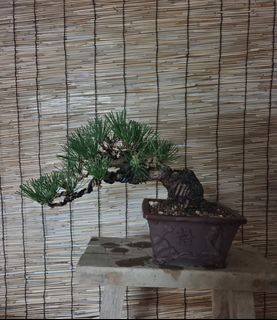 (Category: ) located in . Submitted by plants_plants (Listing ID 1431007179, Image 1). Description: .