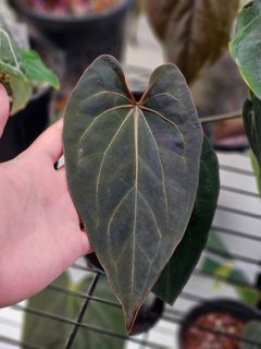(Category: ) located in . Submitted by jungrow (Listing ID 1402371494, Image 1). Description: .