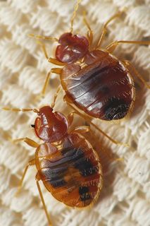 (Category: ) located in . Submitted by boomthepestmanagement (Listing ID 1369288624, Image 1). Description: .