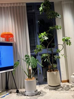 (Category: ) located in . Submitted by jxgaoo (Listing ID 1435358124, Image 1). Description: .