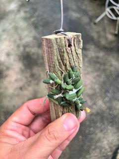 (Category: ) located in . Submitted by greenfingerssg (Listing ID 1435481298, Image 1). Description: .