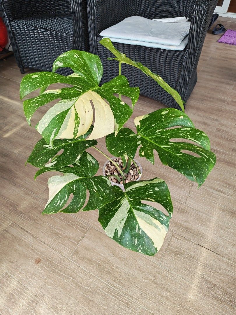 Monstera Thai Constellation (Large)