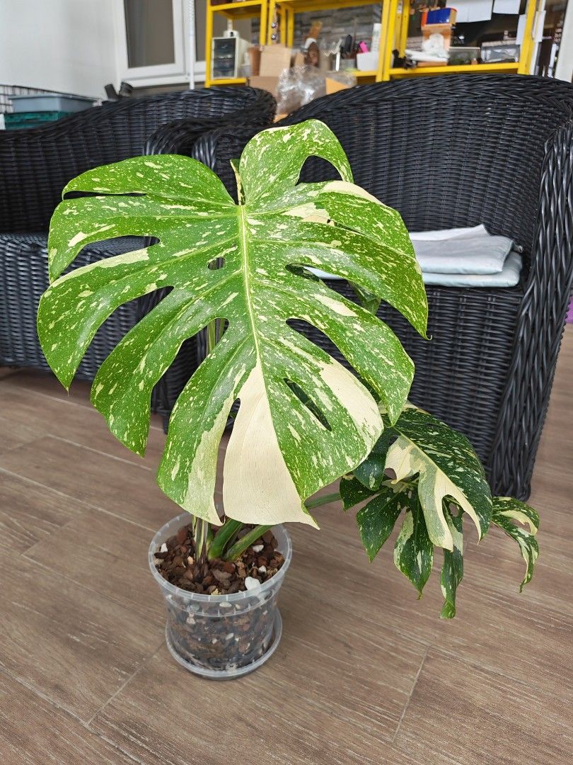 Monstera Thai Constellation (Large)