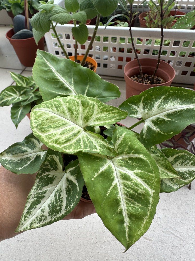Potted plants442194300125194243