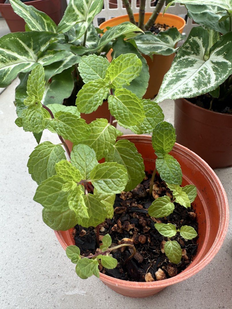 Potted plants442194300125194247