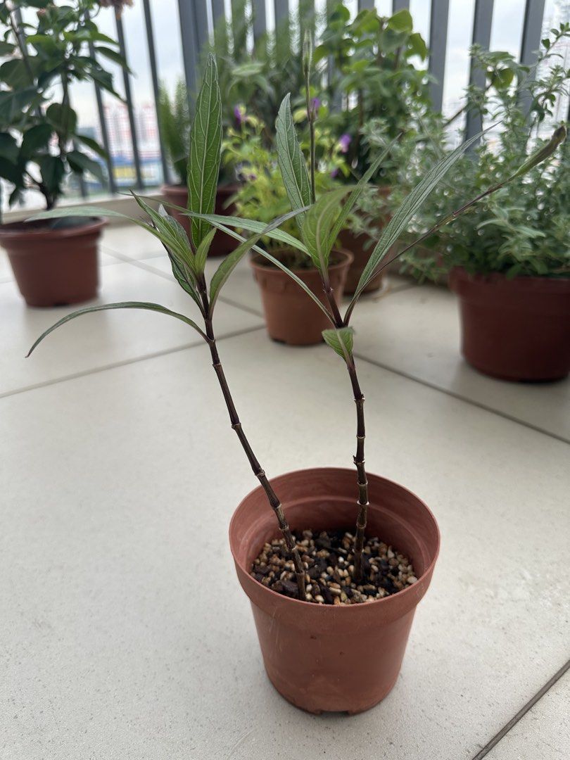 Potted plants442194300125194246