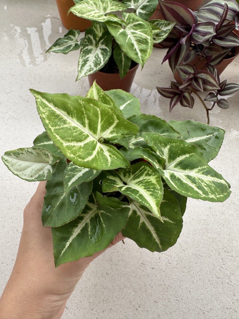Potted plants442194300125194244