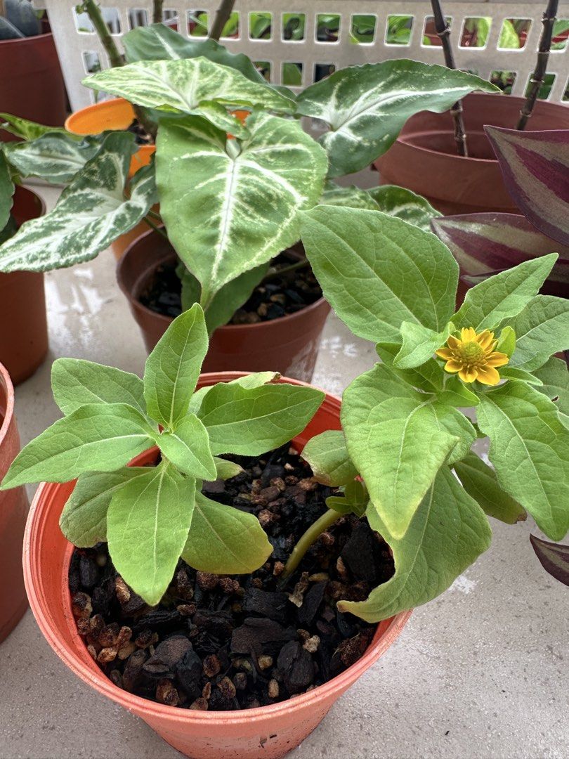 Potted plants442194300125194241