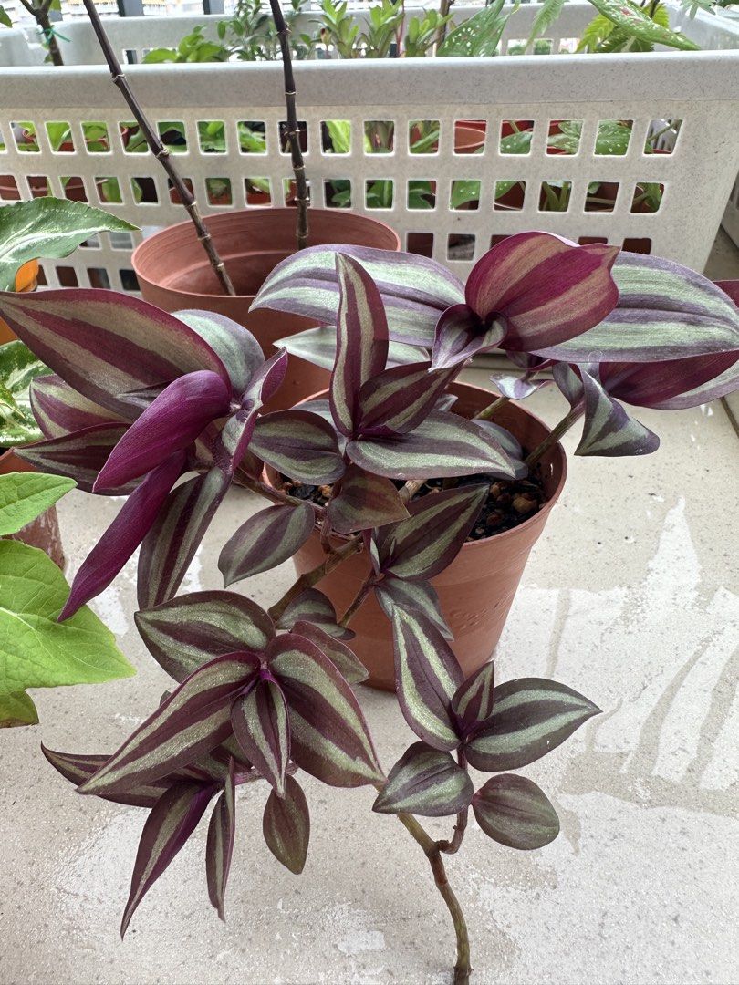 Potted plants442194300125194242