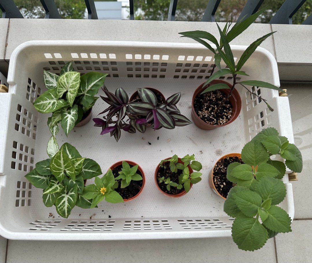 Potted plants