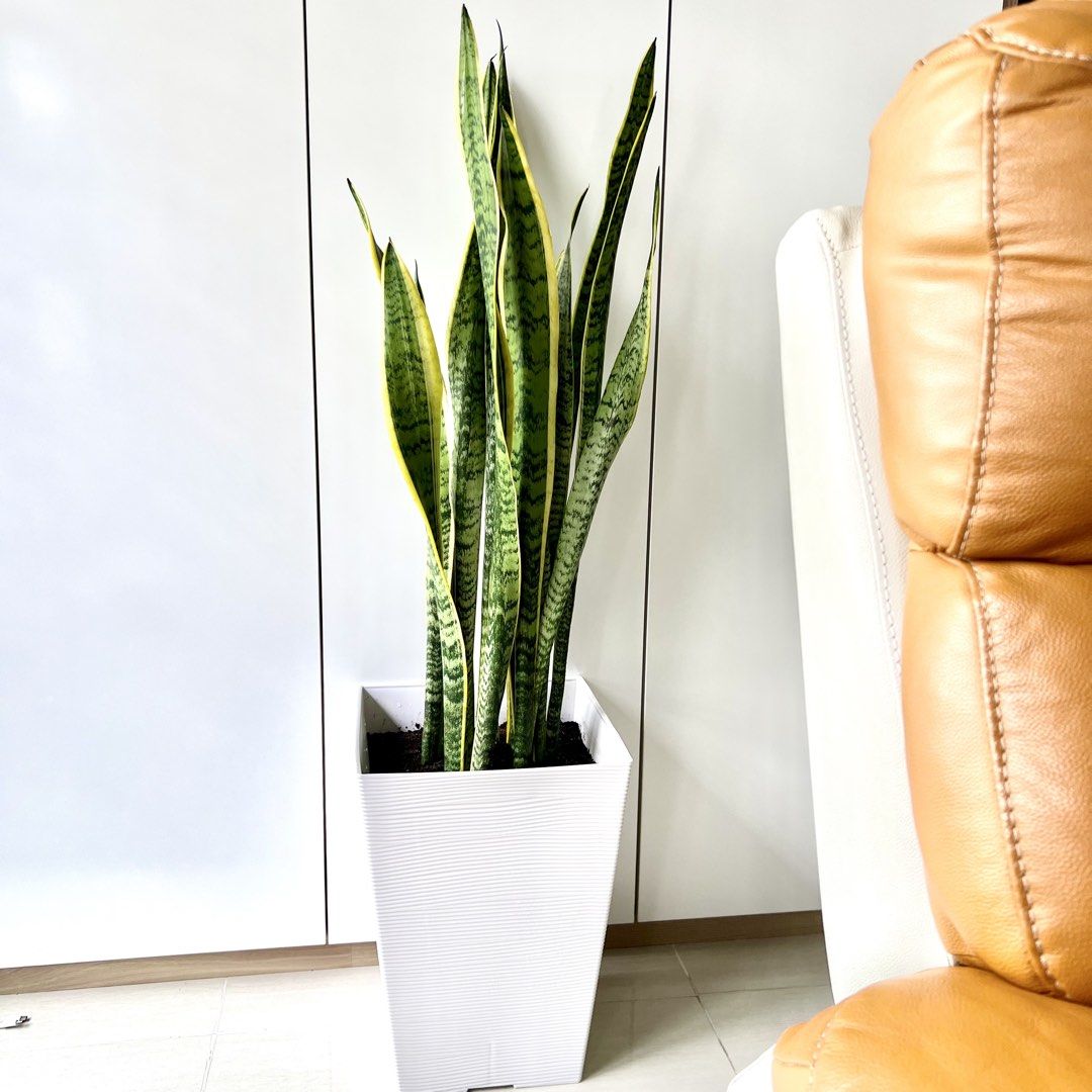 🍃 Tall Sansevieria Indoor Air Purifying Snake Plant 🍃