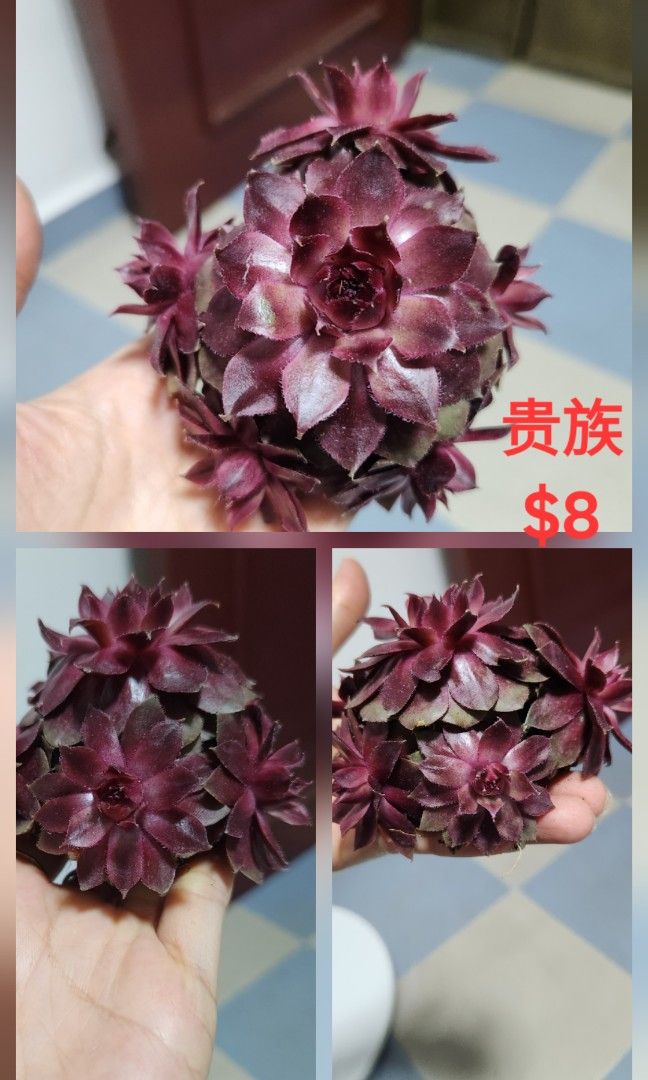 Succulents442092288549867524