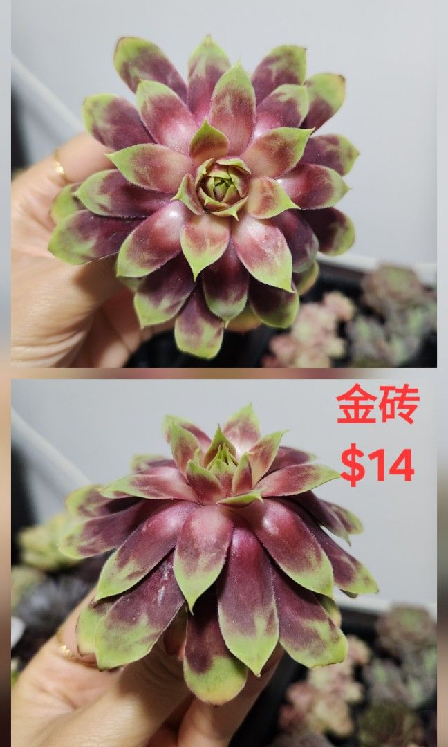 Succulents442092288549867525