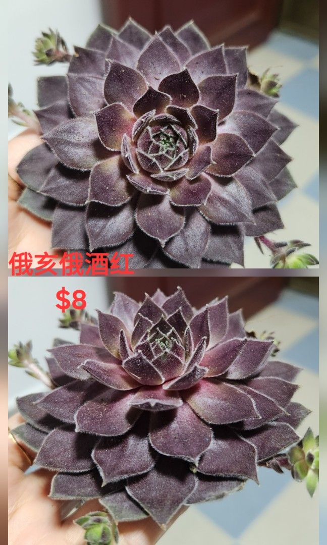 Succulents442092288549867522